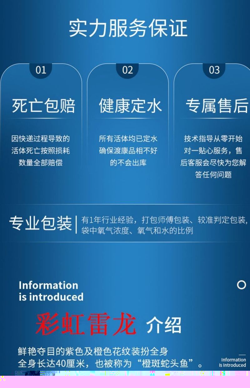 彩虹雷龍稀有品種的市場價格：彩虹雷龍魚多少錢一條