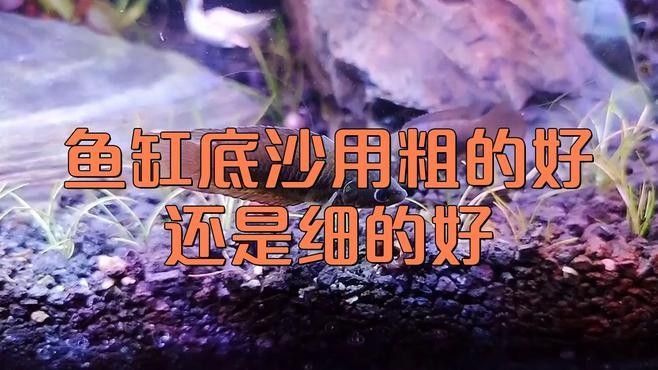 如何選擇合適的底砂？：養魚說，魚缸底砂用什么好 如何選擇合適的底砂？：養魚說，魚缸底砂用什么好 龍魚百科 第2張