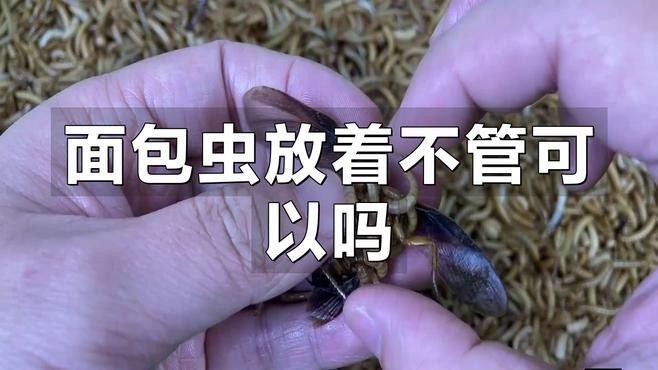 面包蟲如何消毒處理：面包蟲養殖全攻略