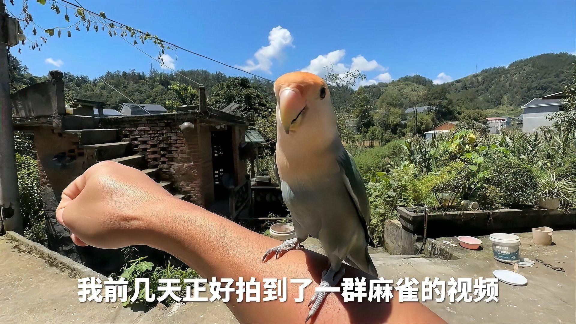 面包蟲如何消毒處理：面包蟲養殖全攻略