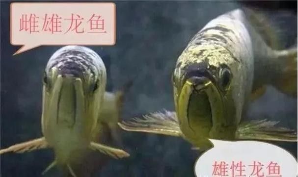給我一張金龍魚公母對比圖：金龍魚公母特征對比圖集,最全龍魚公母識別方法