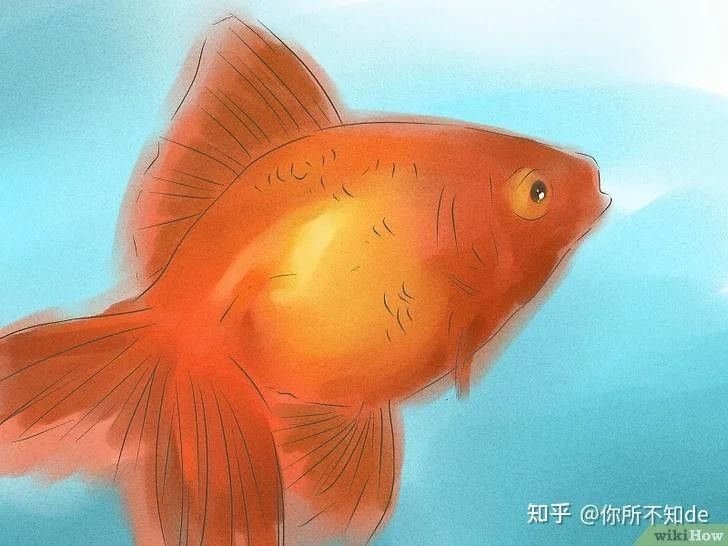 給我一張金龍魚公母對比圖：金龍魚公母特征對比圖集,最全龍魚公母識別方法