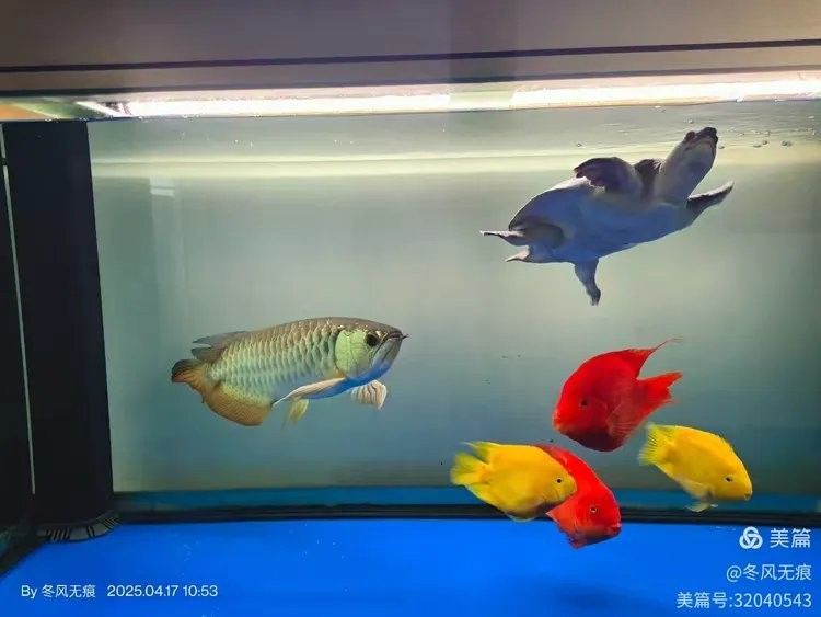 金龍魚游動時哪個瞬間最具觀賞性？：金龍魚游動時最具觀賞性的瞬間體現在其鱗片與水流的互動中
