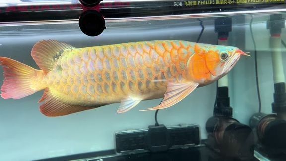 龍魚之巔論壇有紅龍魚視頻嗎：龍魚之巔論壇有哪些紅龍魚比賽視頻有哪些紅龍魚比賽視頻
