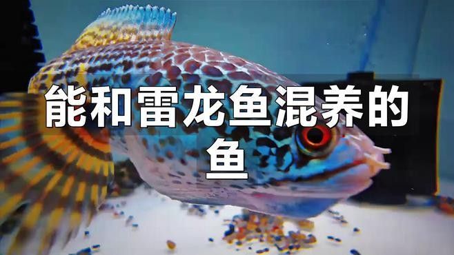 雷龍魚混養的最佳搭配有哪些：共參考11篇資料,01:32雷龍混養最佳搭配時局觀測站