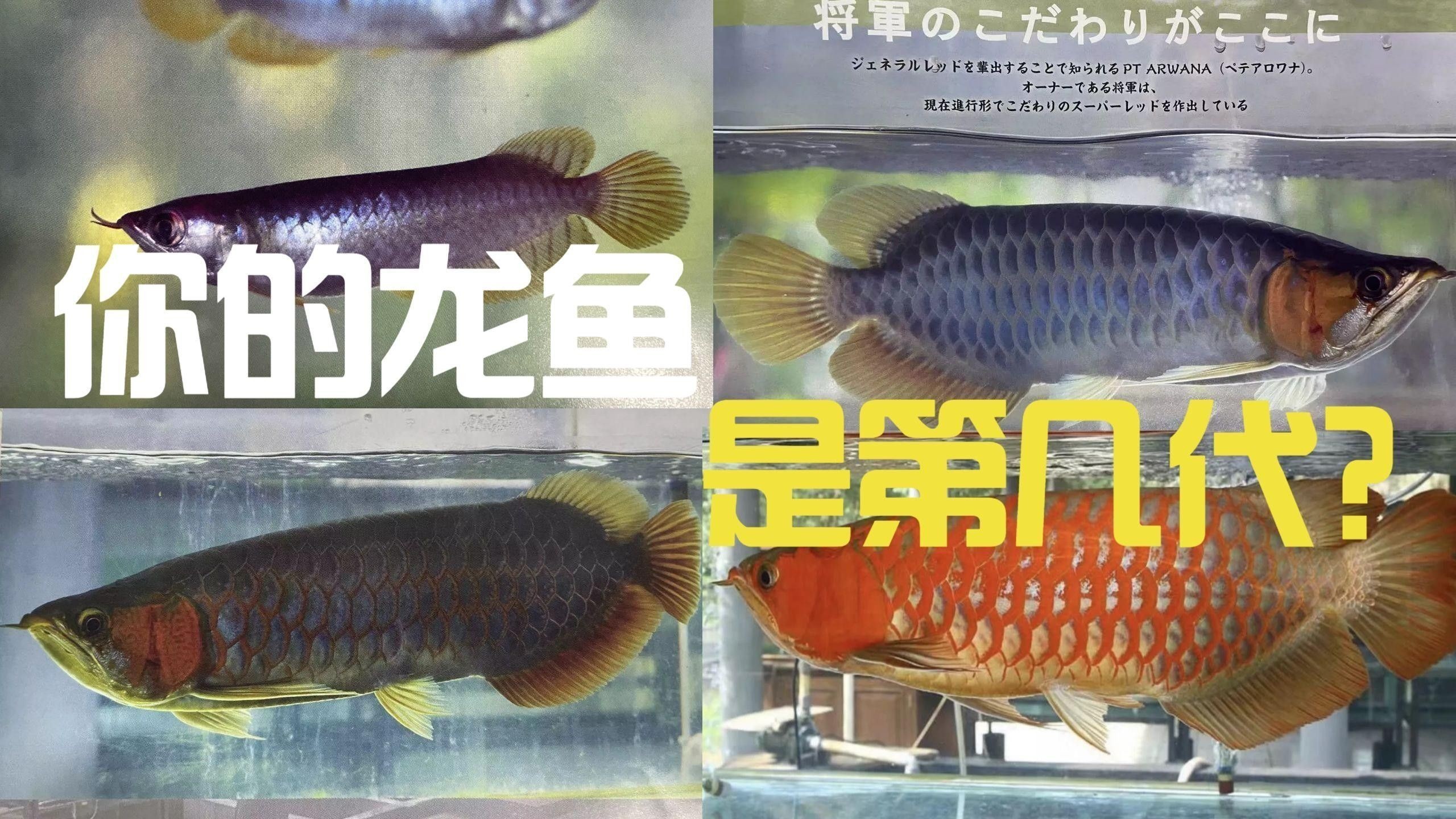 如何鑒別龍魚的血統證書：如何鑒別龍魚血統證書？
