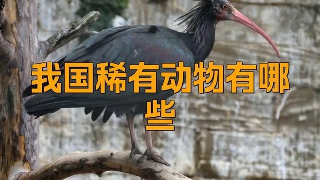 能推薦一些稀有品種嗎：種植前景好，而且比較稀有的水果品種大分享