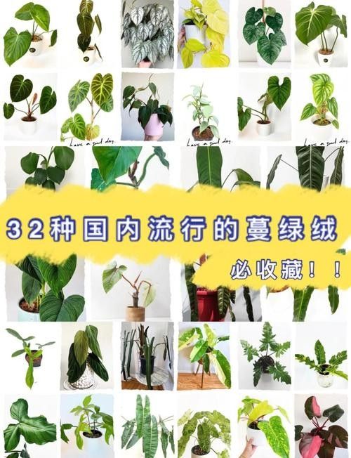 能推薦一些稀有品種嗎：種植前景好，而且比較稀有的水果品種大分享