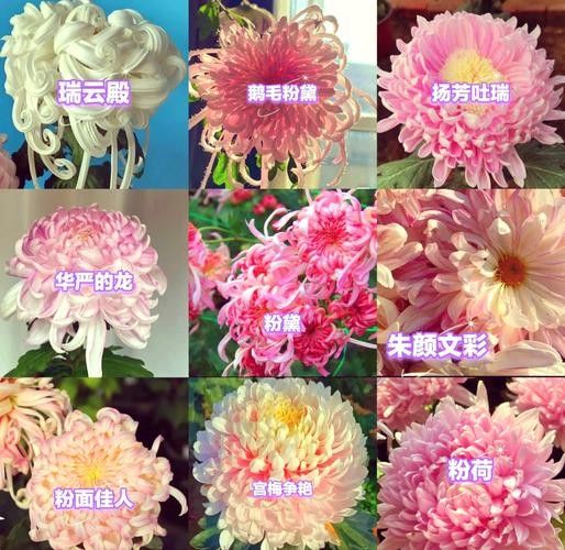 能推薦一些稀有品種嗎：種植前景好，而且比較稀有的水果品種大分享