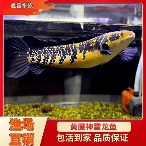 黑魔神雷龍的價格是多少：黑魔神雷龍價格因尺寸、銷售平臺及促銷活動差異較大