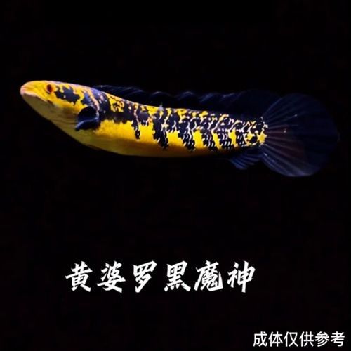 黑魔神雷龍的價格是多少：黑魔神雷龍價格因尺寸、銷售平臺及促銷活動差異較大