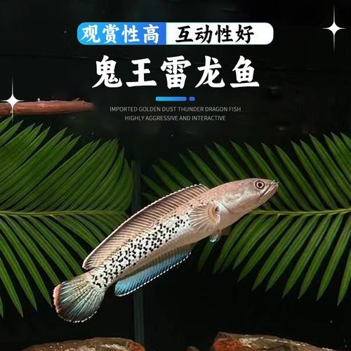 黑魔神雷龍的價格是多少：黑魔神雷龍價格因尺寸、銷售平臺及促銷活動差異較大