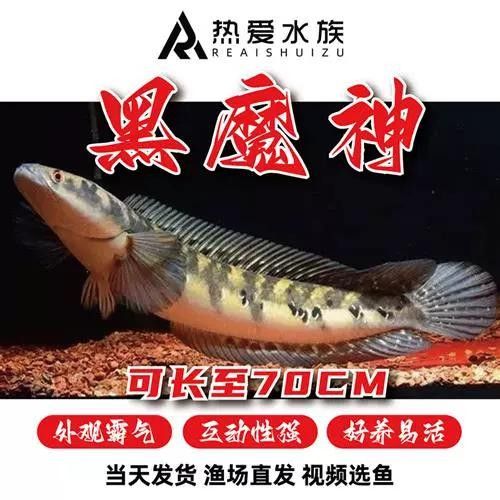 黑魔神雷龍的價格是多少：黑魔神雷龍價格因尺寸、銷售平臺及促銷活動差異較大