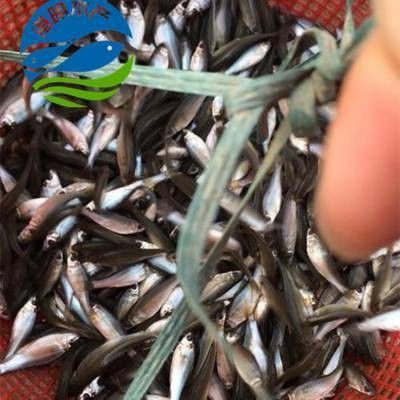 如何聯系東莞龍魚養殖基地？：東莞三和田錦鯉養殖有限公司 如何聯系東莞龍魚養殖基地？：東莞三和田錦鯉養殖有限公司 龍魚百科 第6張