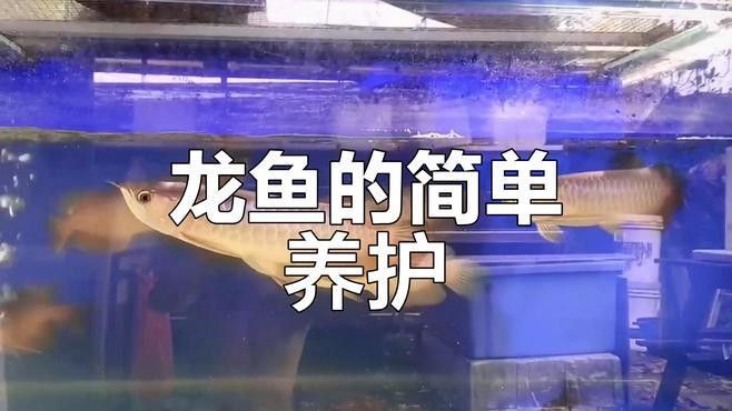 龍魚飼養(yǎng)需要哪些特殊設(shè)備？：養(yǎng)龍魚選多大缸才合適