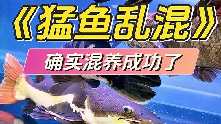 如何判斷一種魚是否適合混養(yǎng)：判斷觀賞魚是否適合混養(yǎng)需綜合以下關(guān)鍵因素并參考專業(yè)養(yǎng)殖經(jīng)驗(yàn)
