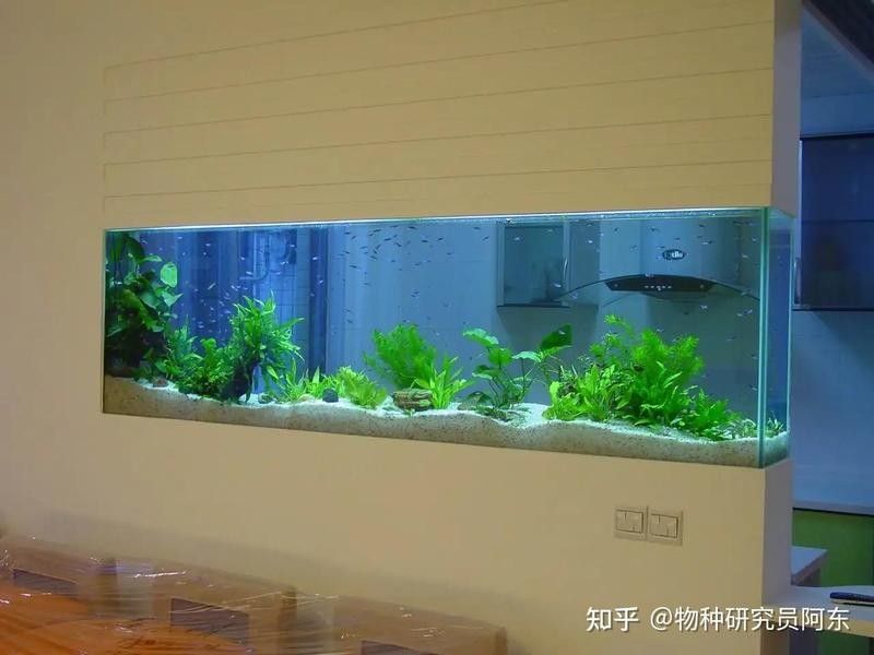 如何正確安裝水族加熱棒：魚缸加熱棒如何正確使用 如何正確安裝水族加熱棒：魚缸加熱棒如何正確使用 龍魚百科 第6張