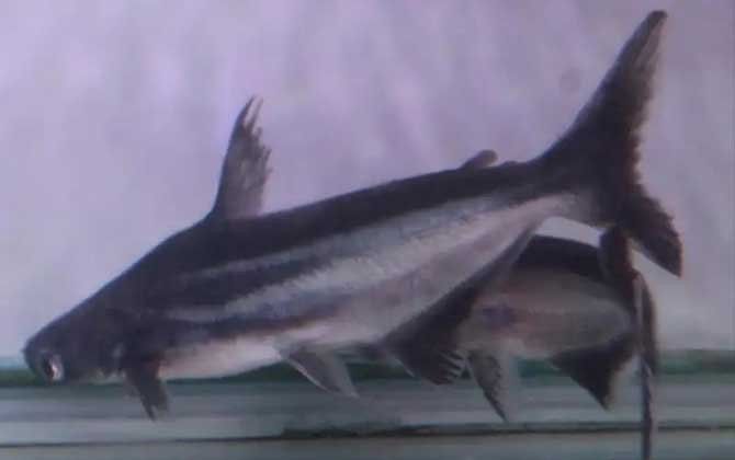 成吉思汗鯊魚在人工飼養下能長多大？：成吉思汗鯊怎么養
