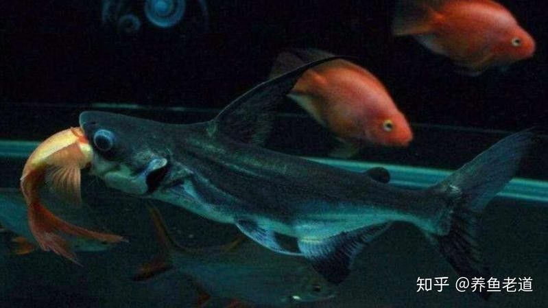成吉思汗鯊魚在人工飼養下能長多大？：成吉思汗鯊怎么養