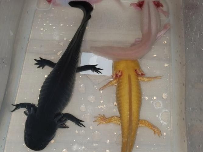 六角龍多久換一次水:六角恐龍魚幾天換一次水 龍魚百科 第5張 六角龍多久換一次水:六角恐龍魚幾天換一次水 六角龍多久換一次水:六角恐龍魚幾天換一次水 龍魚百科 第5張