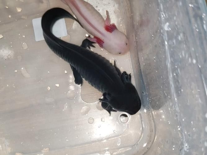六角龍多久換一次水:六角恐龍魚幾天換一次水 龍魚百科 第8張 六角龍多久換一次水:六角恐龍魚幾天換一次水 六角龍多久換一次水:六角恐龍魚幾天換一次水 龍魚百科 第8張