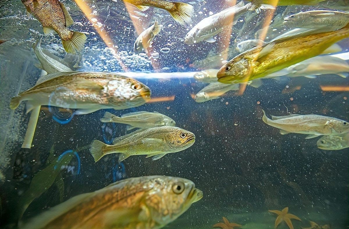 曼龍魚最佳繁殖溫度是多少：養(yǎng)魚大全,曼龍魚的繁殖需要注意哪些問題