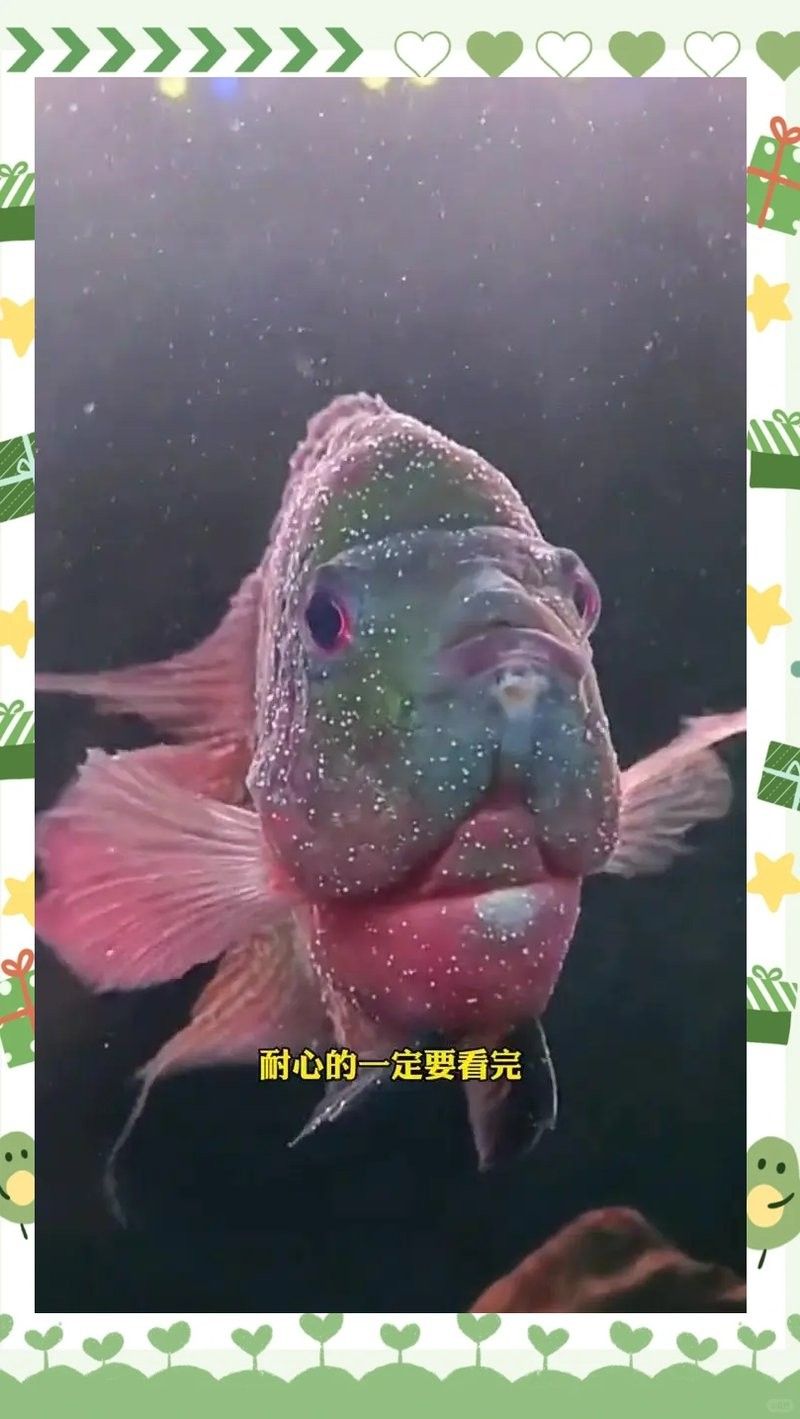 紅龍魚過溫與過水具體步驟：19紅龍魚飼養啟程啦!