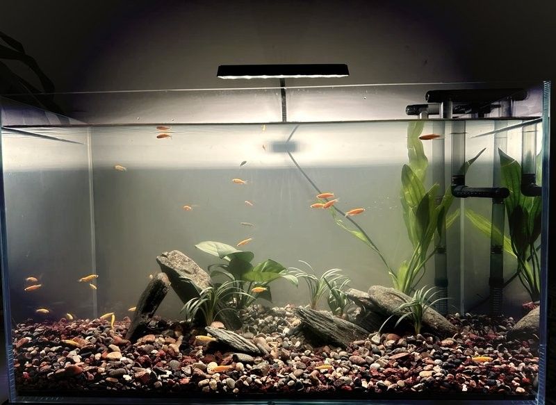 紅龍魚過溫與過水具體步驟：19紅龍魚飼養啟程啦!