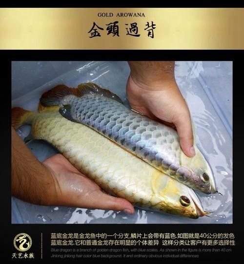 給我一張古典藍帶金龍魚的照片：古典藍金龍，底色變幻,盡顯無限魅力! 給我一張古典藍帶金龍魚的照片：古典藍金龍，底色變幻,盡顯無限魅力! 龍魚百科 第21張