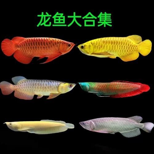 給我一張古典藍帶金龍魚的照片：古典藍金龍，底色變幻,盡顯無限魅力! 給我一張古典藍帶金龍魚的照片：古典藍金龍，底色變幻,盡顯無限魅力! 龍魚百科 第20張