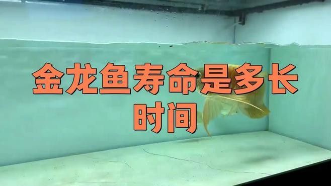 金龍魚一般能活多久：金龍魚壽命是多長時間