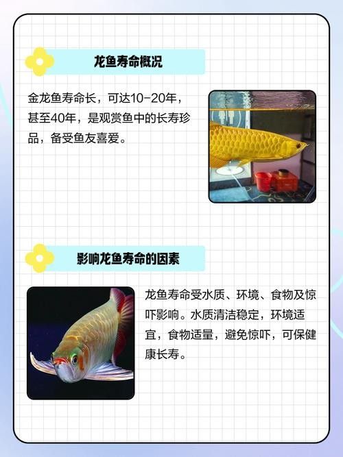金龍魚一般能活多久：金龍魚壽命是多長時間