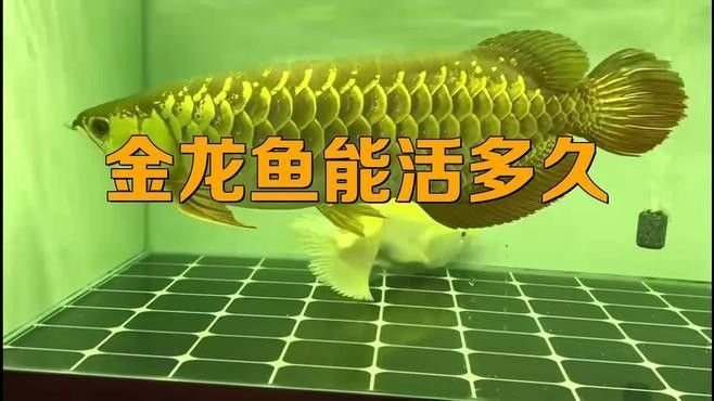 金龍魚一般能活多久：金龍魚壽命是多長時間