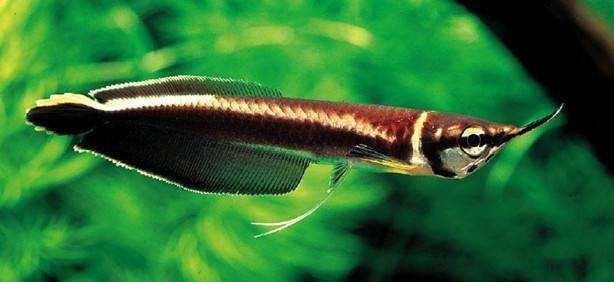 非洲黑龍魚吃什么飼料最好：非洲黑龍魚養殖飼料選擇與投喂指南折耳貓狂熱人怎么給黑魚配比飼料