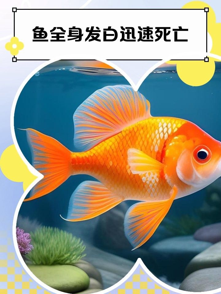 金龍魚體表變白多久會死：小周聊寵物，龍魚白霉病的介紹