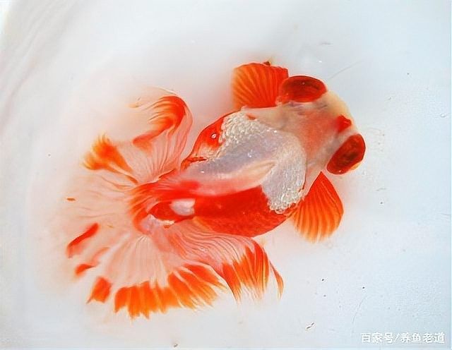 黑鱗龍魚(yú)多久喂一次植物性飼料：惠農(nóng)網(wǎng)，龍魚(yú)各階段如何喂食 黑鱗龍魚(yú)多久喂一次植物性飼料：惠農(nóng)網(wǎng)，龍魚(yú)各階段如何喂食 龍魚(yú)百科 第6張