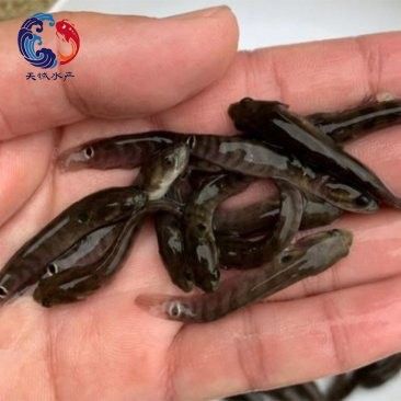 江門哪里可以買到龍魚：在江門市