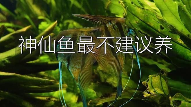 七彩神仙魚受壓有哪些表現(xiàn)：七彩神仙魚受壓時會出現(xiàn)多種生理和行為異常