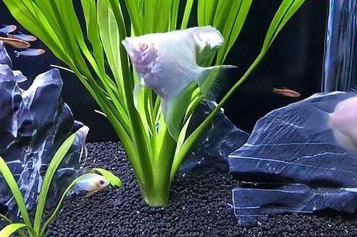 如何判斷龍魚撞缸的具體原因：寵物喂養指南針寵物喂養指南針寵物喂養指南針喂養指南