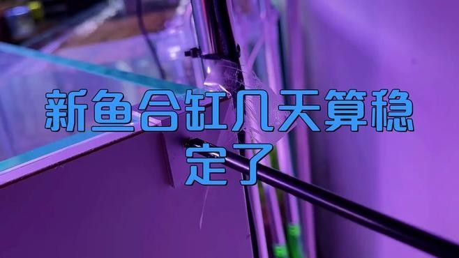 混養配魚需要多久適應：關于混養魚類適應時間的判斷需綜合魚種特性、環境準備及觀察指標等因素