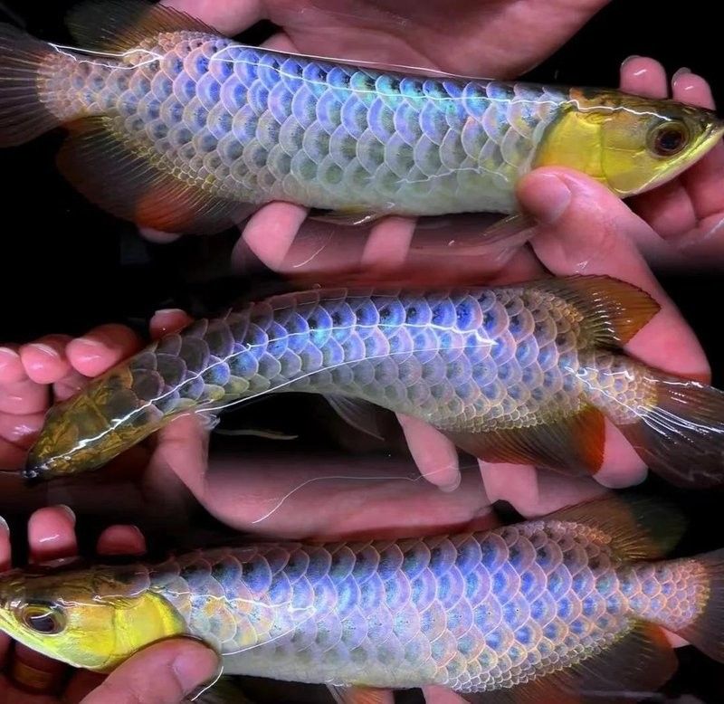 龍魚養(yǎng)殖的環(huán)保要求有哪些？：養(yǎng)殖尾水需通過物理法（如機(jī)械過濾、泡沫分離）去除懸浮物 龍魚養(yǎng)殖的環(huán)保要求有哪些？：養(yǎng)殖尾水需通過物理法（如機(jī)械過濾、泡沫分離）去除懸浮物 龍魚百科 第4張