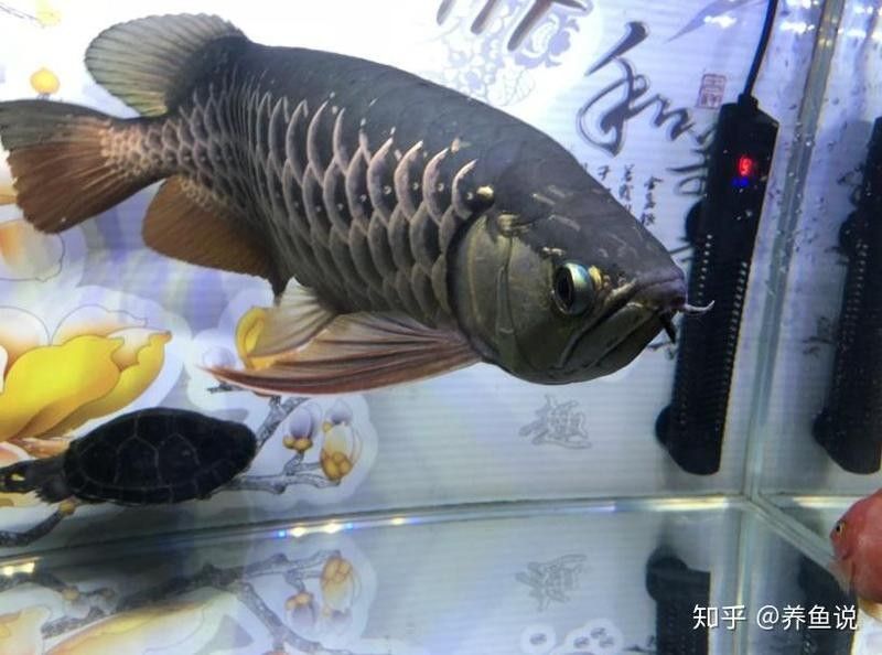 如何判斷紅龍魚是否需要手術治療掉眼：金龍魚怎么養龍魚掉眼原因與解決方案晝夜小鷹隼聽