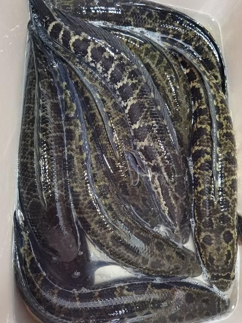雷龍魚(yú)和烏魚(yú)哪個(gè)更好養(yǎng)：雷龍魚(yú)和烏魚(yú)作為觀賞魚(yú)或經(jīng)濟(jì)魚(yú)種，在飼養(yǎng)難度上各有特點(diǎn)