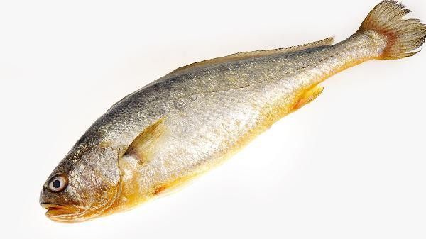 藍曼龍魚發白會自愈嗎？：藍曼龍魚體表發白能否自愈