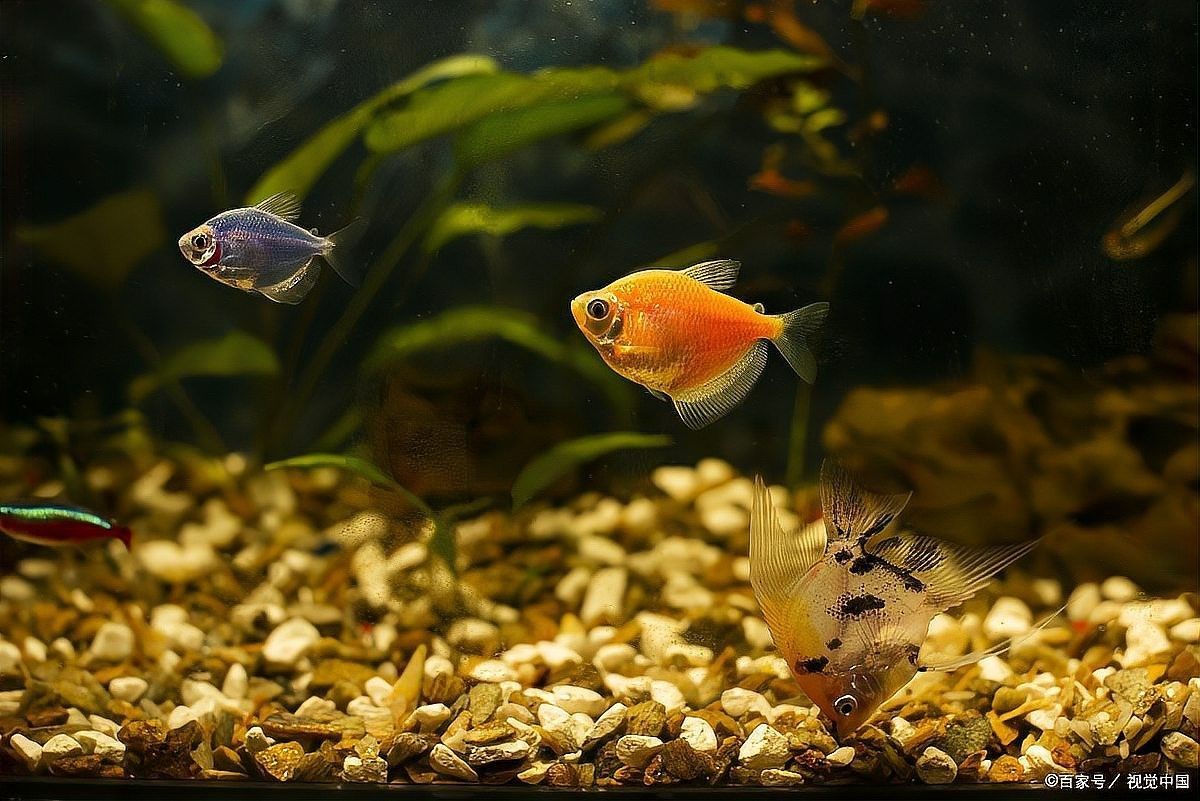 拍攝金龍魚生小魚需要多長時間？：金魚產卵后多久變小魚