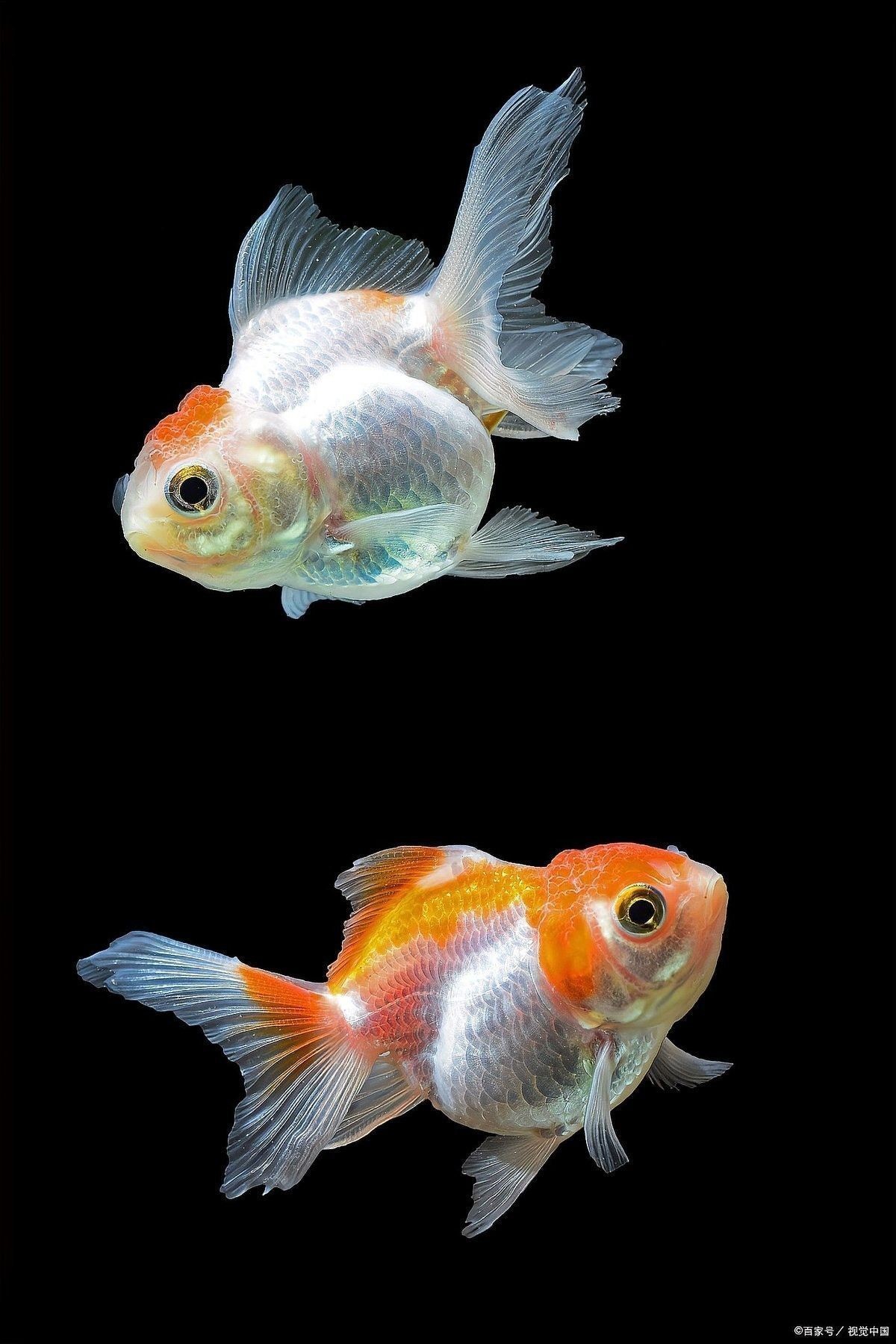 拍攝金龍魚生小魚需要多長時間？：金魚產卵后多久變小魚