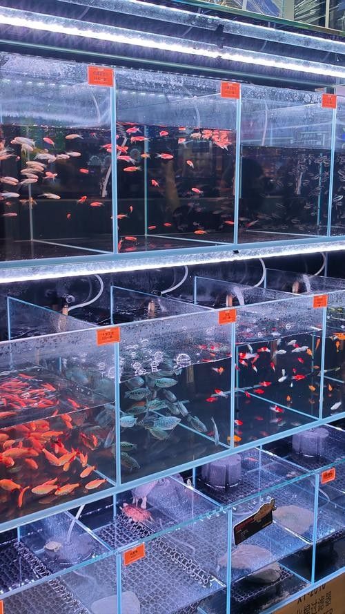 新泰哪個水族館龍魚好？祥龍魚場龍魚：泰山赤鱗龍魚會館
