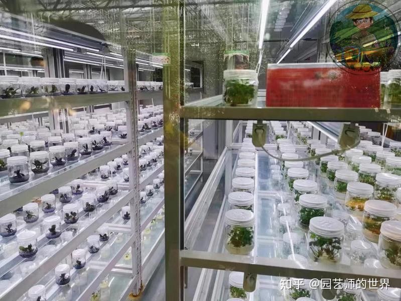 組織培養(yǎng)的具體步驟是什么：植物組織培養(yǎng)的具體步驟