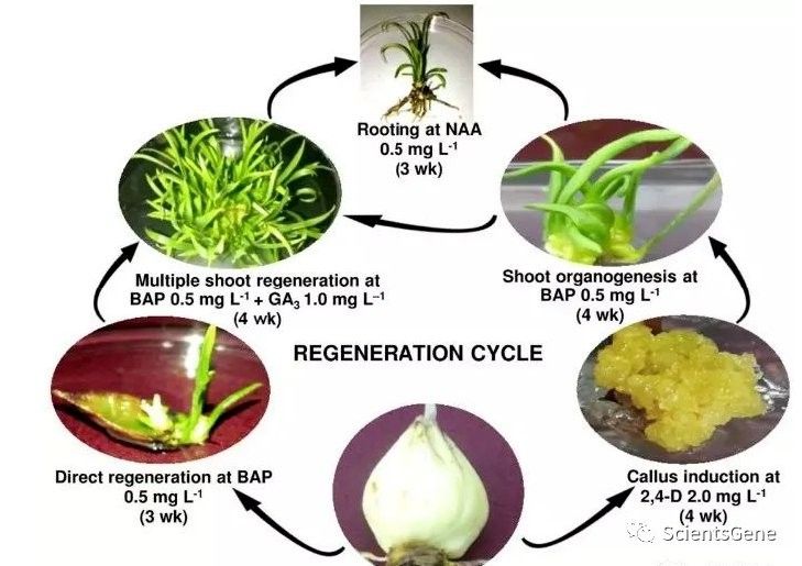 組織培養(yǎng)的具體步驟是什么：植物組織培養(yǎng)的具體步驟