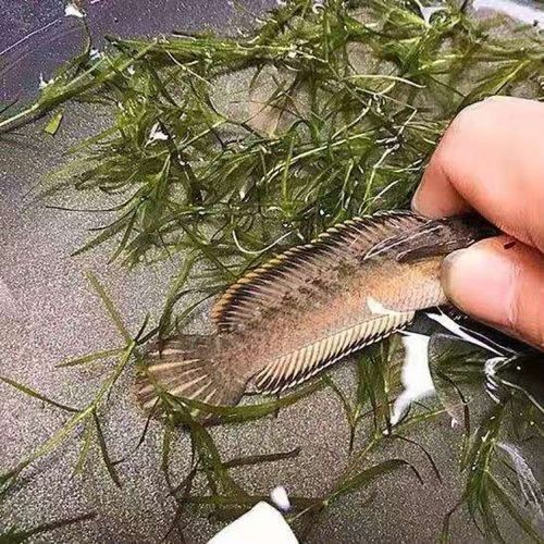 南鱧雷龍魚的價(jià)格是多少：養(yǎng)魚大全，雷龍魚正確的養(yǎng)護(hù)方法